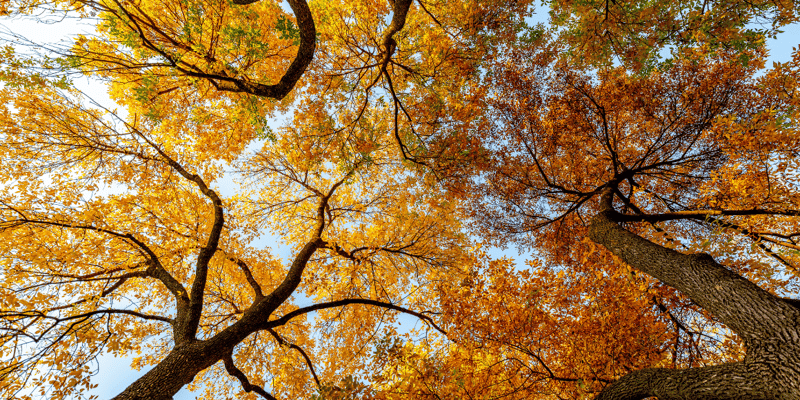 Autumn leaves in the Clive neighborhood of Des Moines, Iowa.