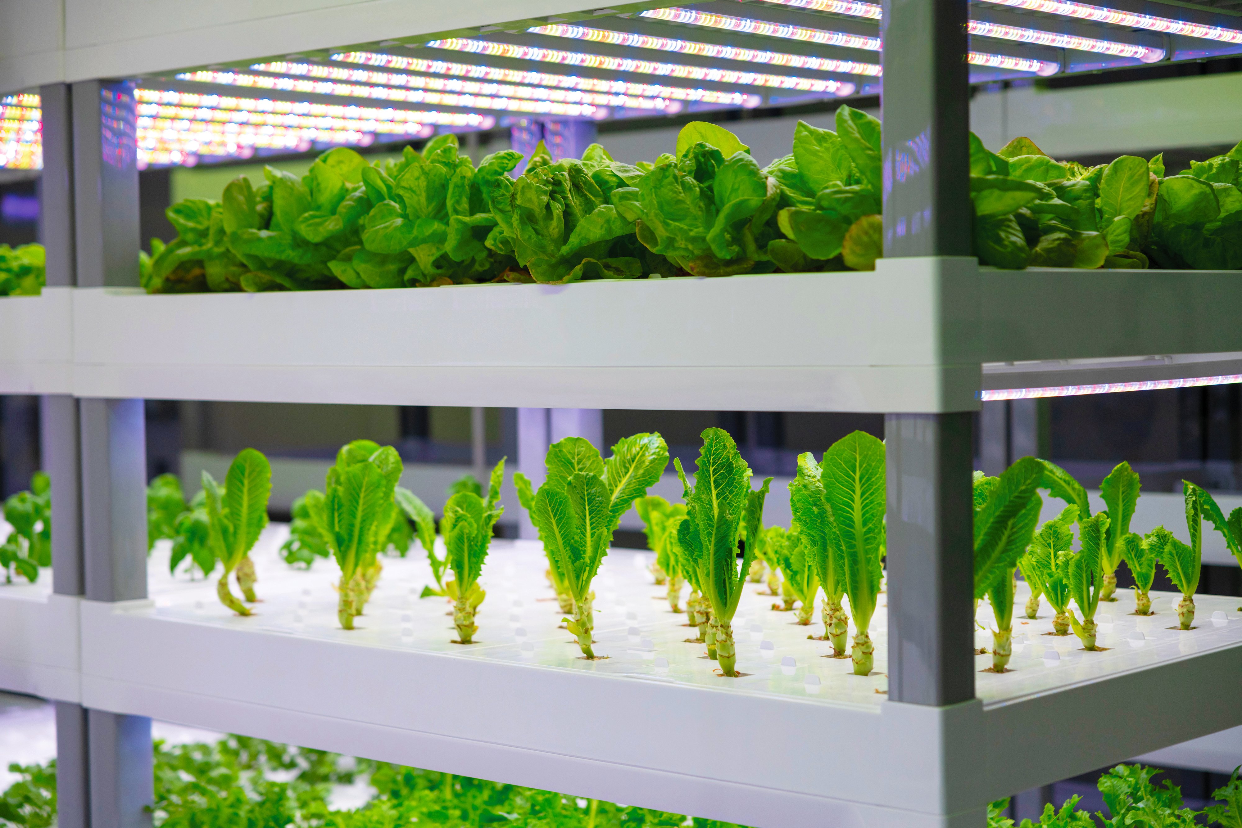 Prarie Meadows Hydroponic Farm | WesleyLife